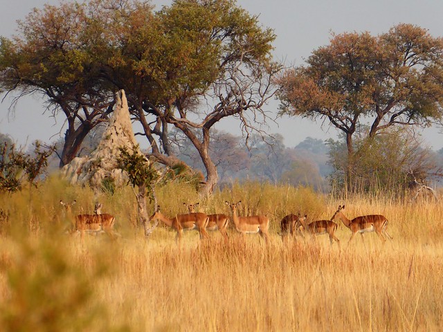 En el corazón del Delta del Okavango. Safari a pie, mekoro, poblado Xaxaba - POR ZIMBABWE Y BOTSWANA, DE NOVATOS EN EL AFRICA AUSTRAL (11)