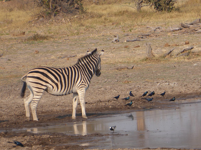 Vuelo sobre el Delta del Okavango. Llegamos a Moremi. - POR ZIMBABWE Y BOTSWANA, DE NOVATOS EN EL AFRICA AUSTRAL (43)