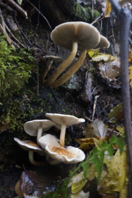 Giant Mushroom KURITAKE