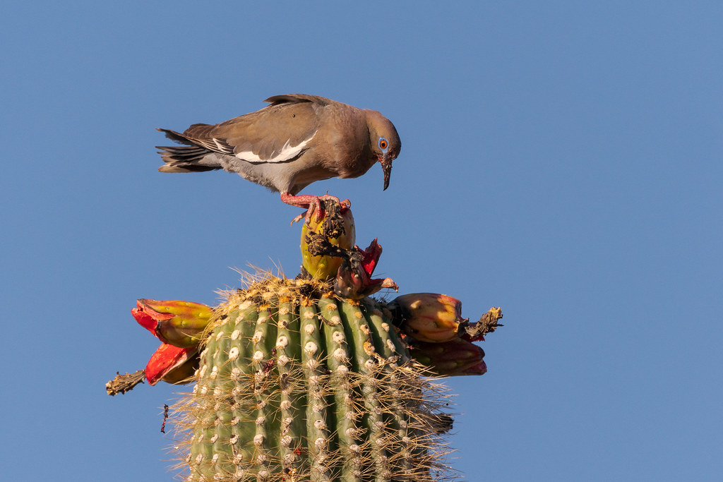 A white-winged dove stands on top of a saguaro fruit at the top of the cactus on the Latigo Trail in McDowell Sonoran Preserve