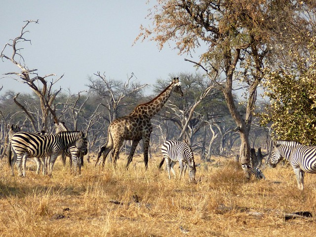 Dejamos Moremi y nos vamos a Savuti, (Parque Nacional de Chobe) - POR ZIMBABWE Y BOTSWANA, DE NOVATOS EN EL AFRICA AUSTRAL (4)