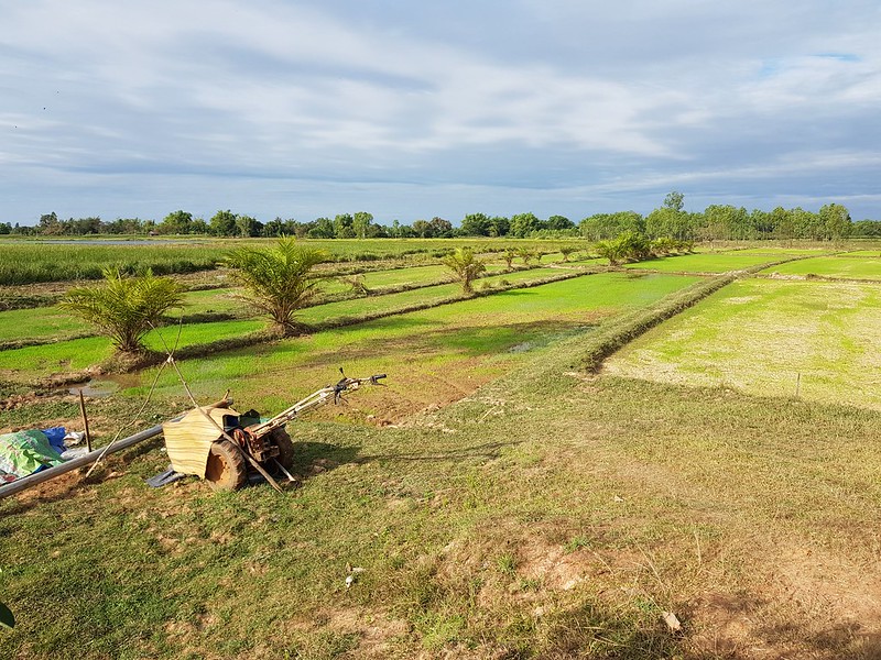 Rice paddies in Phon Phisai 2