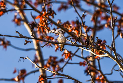 bayarea california nikon d810 color december 2018 boury pbo31 eastbay alamedacounty pleasanton livermore blue bird humingbird sunrise nature tree depthoffield