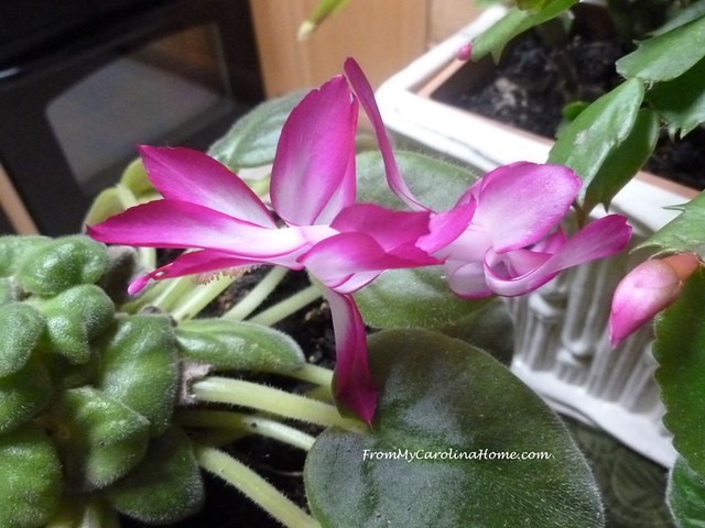 Thanksgiving Cactus 2018 Blooms at FromMyCarolinaHome.com