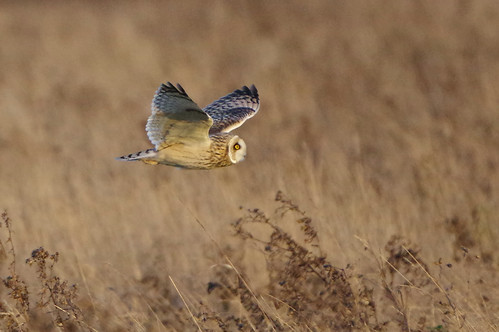 asioflammeus shorteared owl burwellfen cambridgeshire bird wild wildlife nature flight
