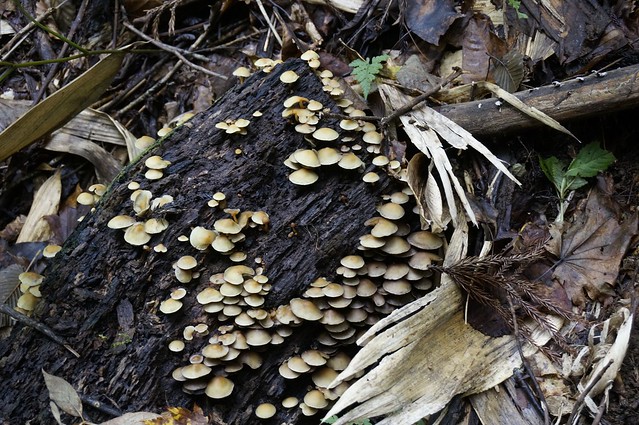 Poison Mushroom NIGAKURITAKE"
