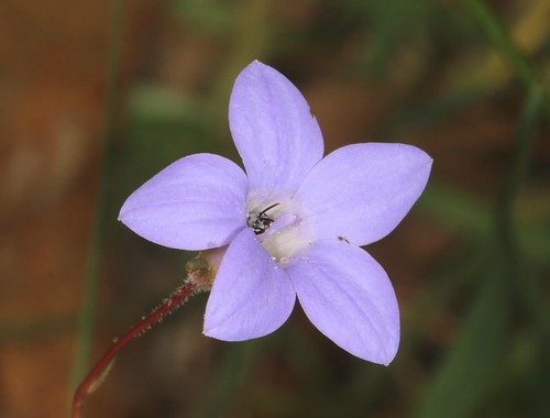 flower australiannativeplant granitebelt queensland australia greenlands wahlenbergia bee