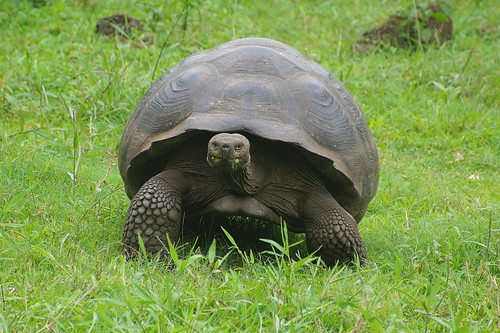 21-369 Reuzenschildpadden bij boerderij