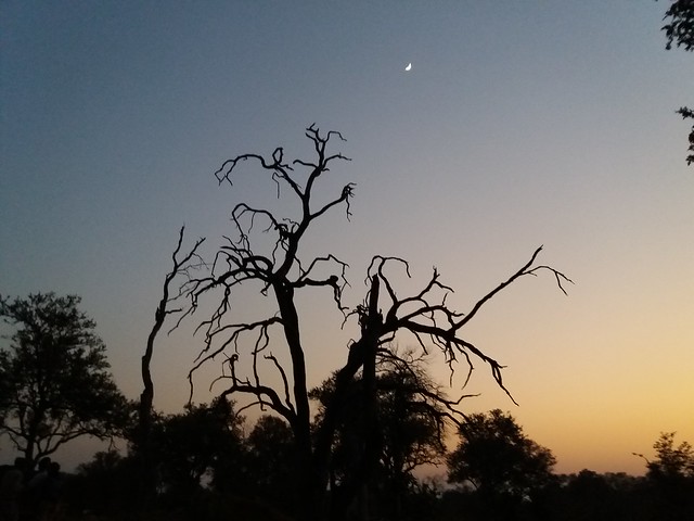 Vuelo sobre el Delta del Okavango. Llegamos a Moremi. - POR ZIMBABWE Y BOTSWANA, DE NOVATOS EN EL AFRICA AUSTRAL (49)