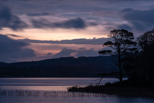 countykerry dinisisland ireland landscape muckrosslake reeds scene silhouette sunrise travel tree water killarney ie
