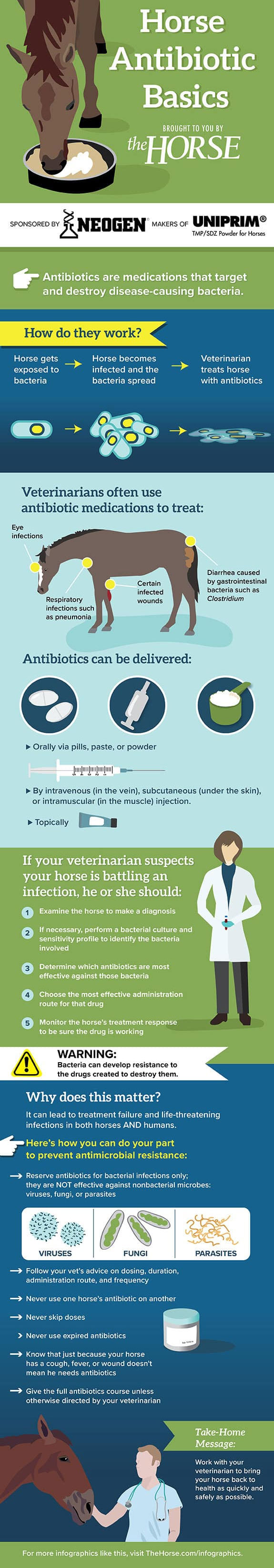 Horse Antibiotic Basics