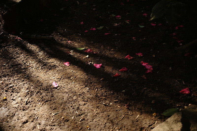 EPSON R−D1S+Voigtlander COLOR SKOPAR 21mm F4東池袋中央公園の山茶花の花びら