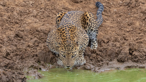 2018 aug2018 canon100400 canon5dmkiv canonphotography leopard pantheraparduskotiya photography srilanka srilankanleopard wildlife yala yalanationalpark hambantotadistrict