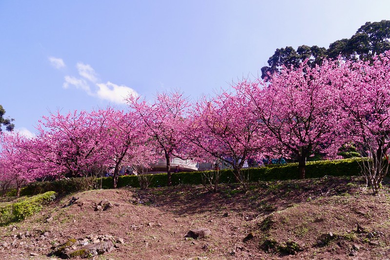 三色櫻花盛開 天元宮