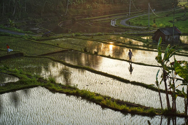 A farmer walking in the rice paddies at sunrise