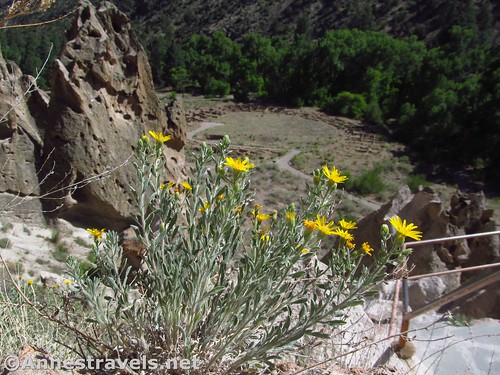 Wildflowers high on the Main Loop Trail with the pueblo far below, Bandelier National Monument, New Mexico