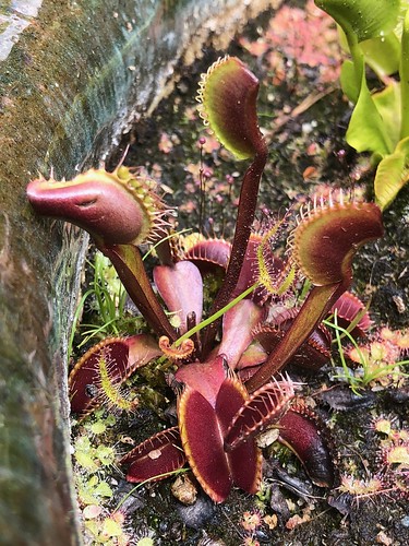 Venus' flytrap (Dionaea muscipula) 'Biddlecombe Red clone'