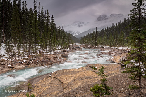 landscape tree river forest lowcloud moody snow water mountain landscapephotography outdoorphotography