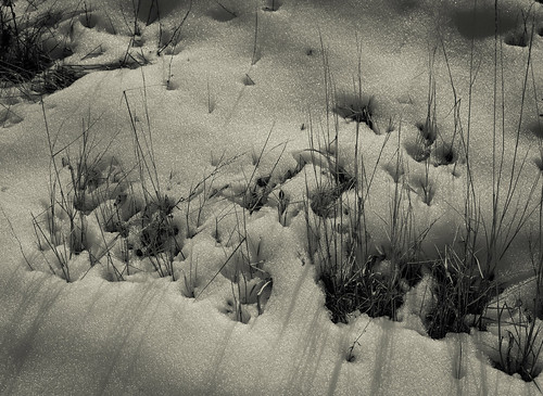 bw landscape bokeh monochrome outdoors snow winter