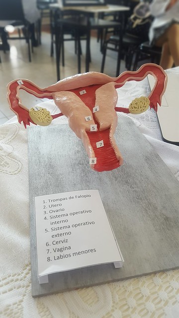 Maquetas En Plastilina Aparato Reproductor Femenino