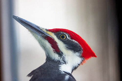 Pileated Woodpecker close-up