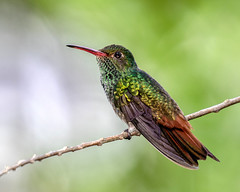 Honcho Villa, a Rufous-tailed Hummingbird