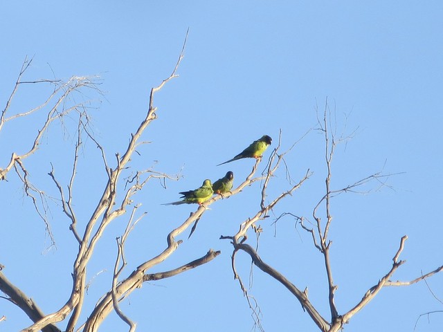 so glad to see some wild parrots