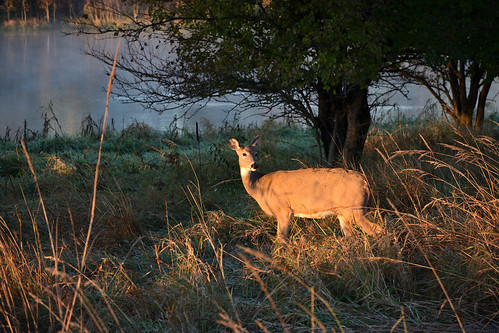 deer d3400 sunrise morning nature
