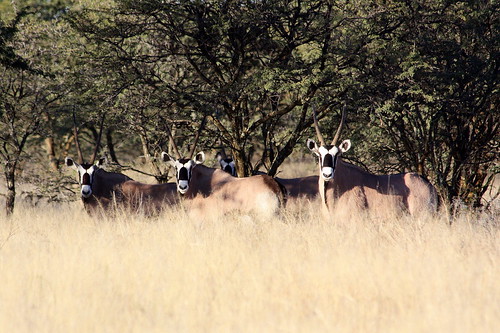 freestate southafrica südafrika suidafrika sandveld wildpark gamereserve animal tier