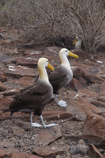 22-316 Galapagos Albatros