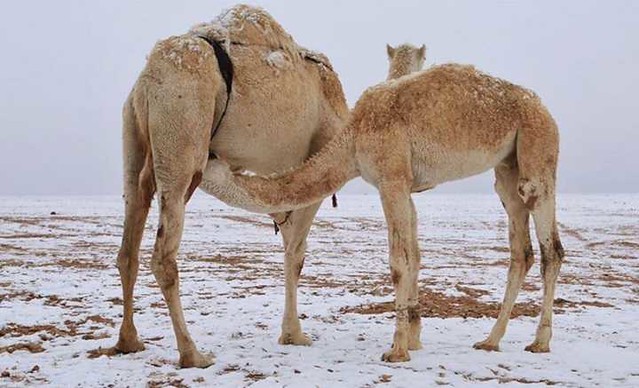 4856 5 Places in Saudi Arabia where it snows in the Winter 00
