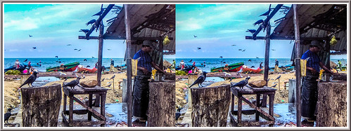 fishmarket3dnegombo srilanka crossview 3d stereoscopy stereophotography
