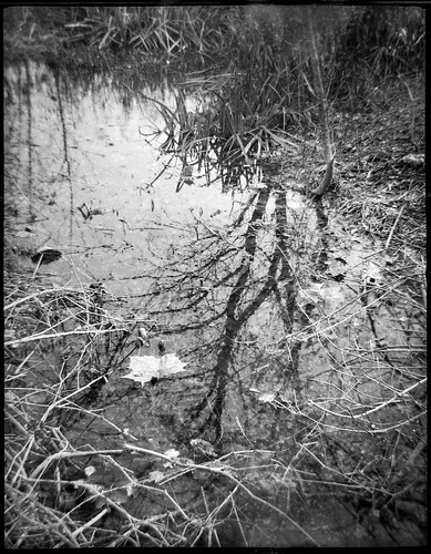 wetlands twigs dried reflections carrierpark asheville northcarolina ferrania ferraniatanit rerapan400 ilfordilfosol3developer 127 127film film monochrome monochromatic blackandwhite landscape halfframe