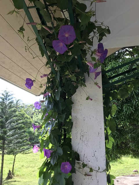 climbing flowers,  farmhouse