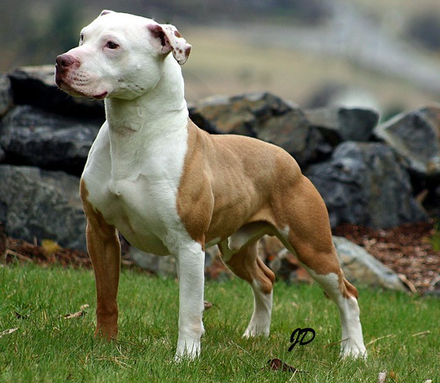 Chó Pitbull  Cẩm nang từ A đến Z cho người mê nuôi chó cảnh