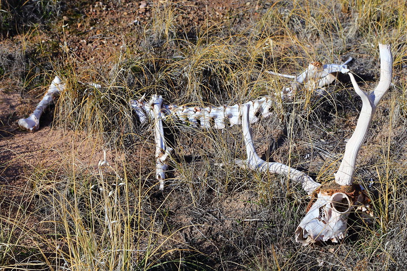 IMG_9853 Deer Buck Skeleton