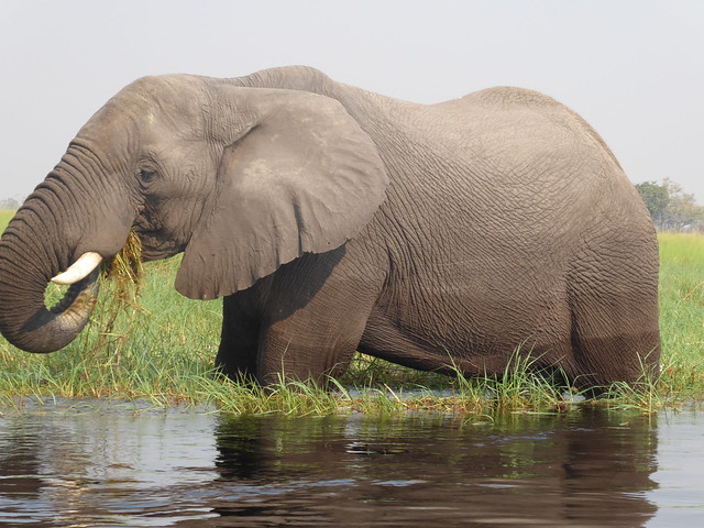 POR ZIMBABWE Y BOTSWANA, DE NOVATOS EN EL AFRICA AUSTRAL - Blogs de Africa Sur - Traslado a Maun. Nos adentramos en el Delta del Okavango (25)