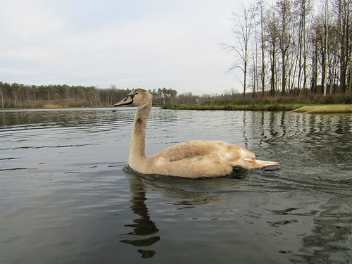 Young swan swimming on lake at nature reserve