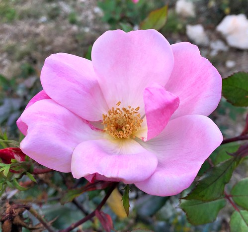 pipecreek texas usa 081 knockoutrose apple iphonese rose flower pink
