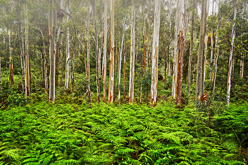 forest trees eucalypts gums gumtrees landscape ferns mainrangenationalpark queensland nikond800 nikon160350mmf40