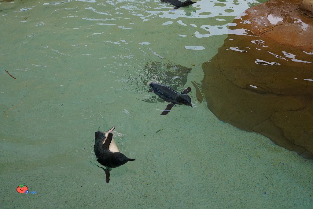 黃金海岸SEA WORLD 海洋世界