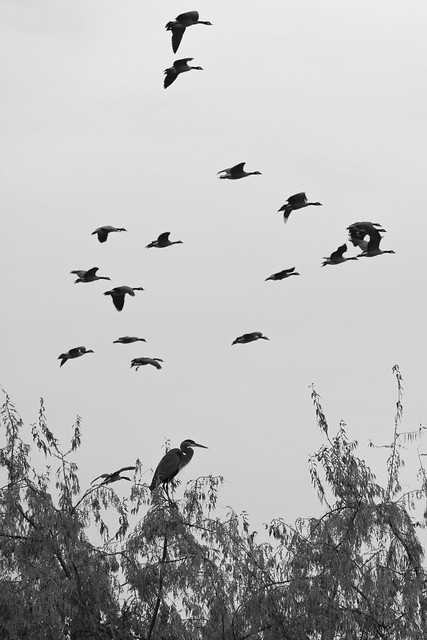 Heron's Sky Parade