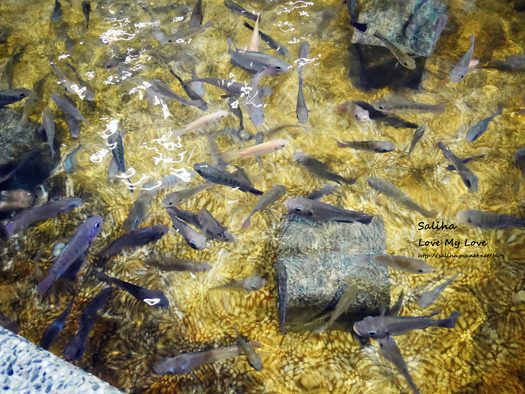 宜蘭礁溪一日遊景點推薦礁溪湯圍溝重口味溫泉魚去角質 (13)