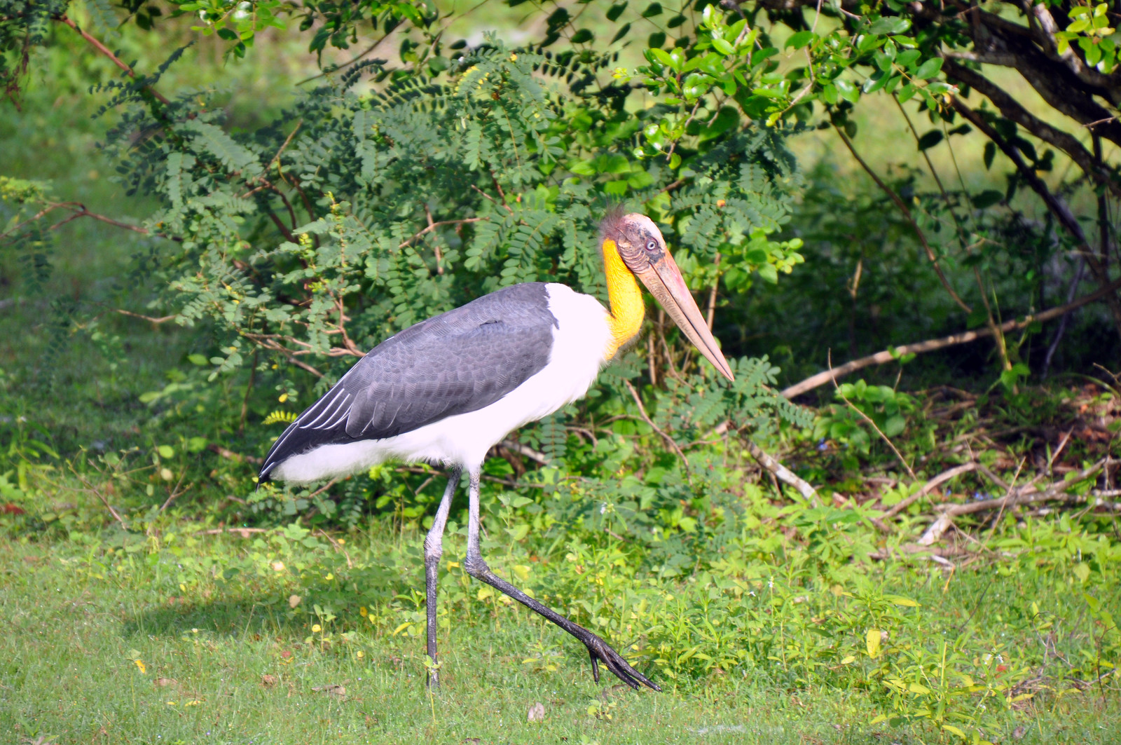visitar el Parque Nacional de Yala en Sri Lanka