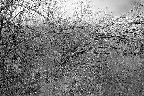 branches lichen clouds asheville northcarolina nikond3300 mamiyasekkor45mmf28 mamiyaprime primelens blackandwhite monochrome monochromatic landscape winter winterlandscape