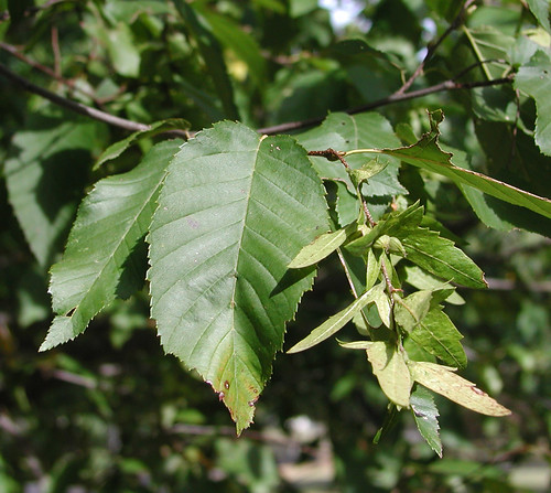 Carpinus caroliniana leaf fruit
