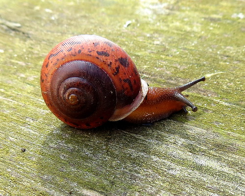 snail1
