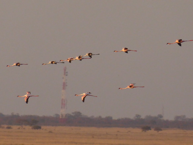 POR ZIMBABWE Y BOTSWANA, DE NOVATOS EN EL AFRICA AUSTRAL - Blogs de Africa Sur - Cruce de Zimbabwe a Botswana. Nata, santuario de aves (4)