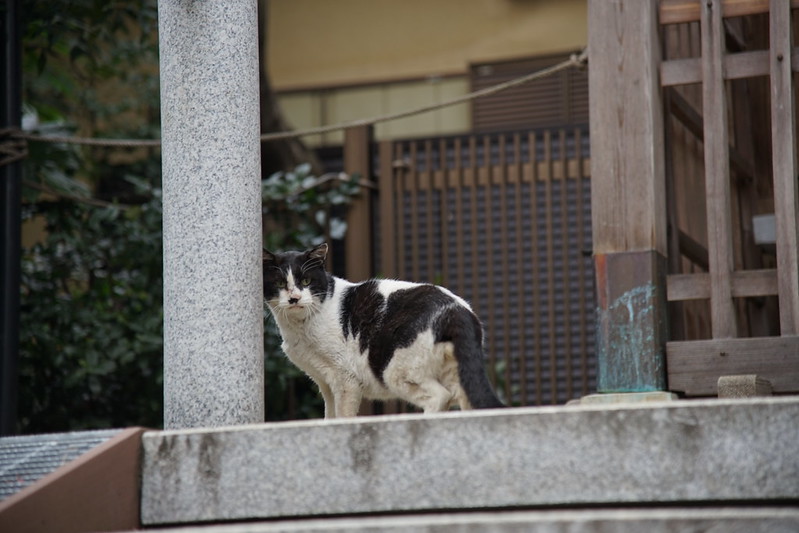 Sony α7Ⅱ+Nikon AF S NIKKOR 24 120mm 1 4G ED南池袋法明寺の猫 黒白八割れ
