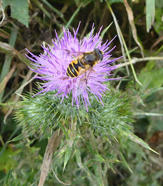 Hoverfly on thistle